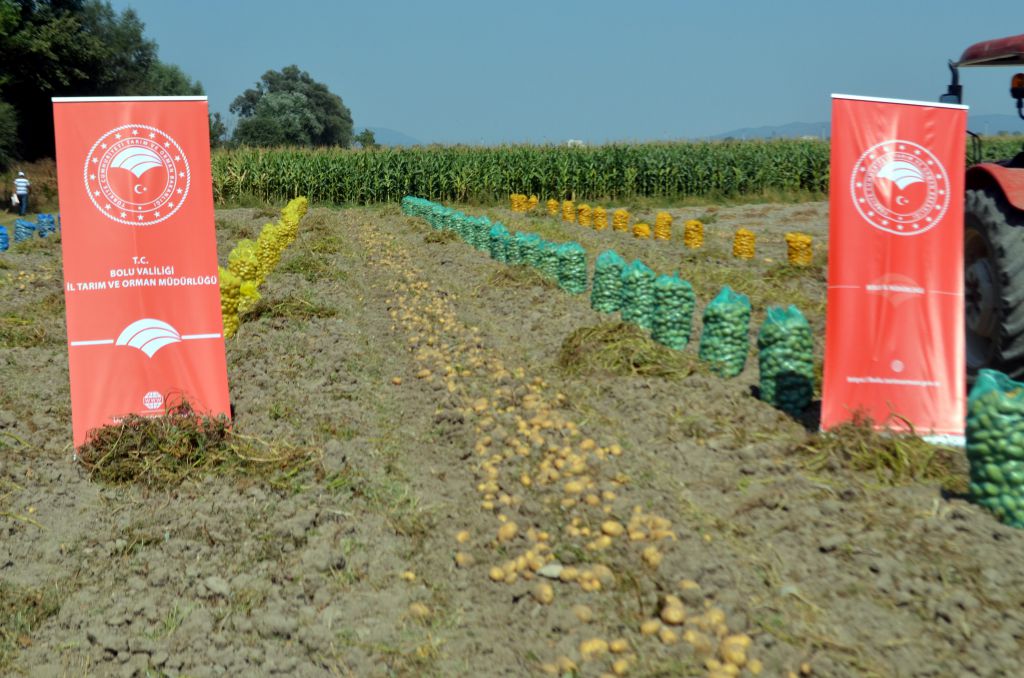Bu patates, Bolu'nun patatesi