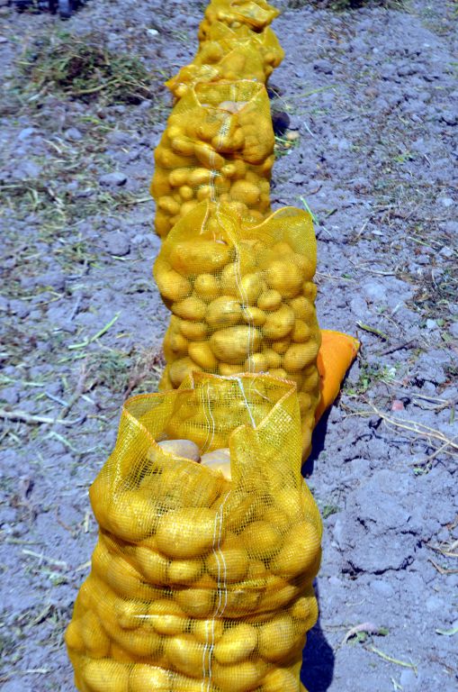 Bu patates, Bolu'nun patatesi