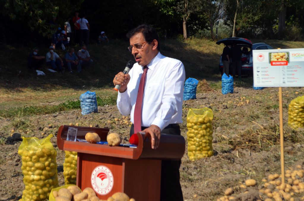 Bu patates, Bolu'nun patatesi