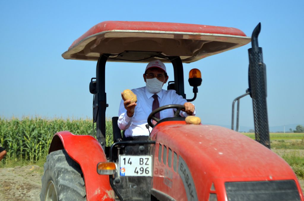 Bu patates, Bolu'nun patatesi