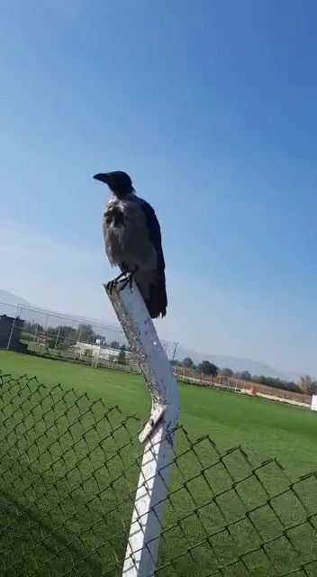 "Karaoğlan" Karaçayır'ın maskotu oldu