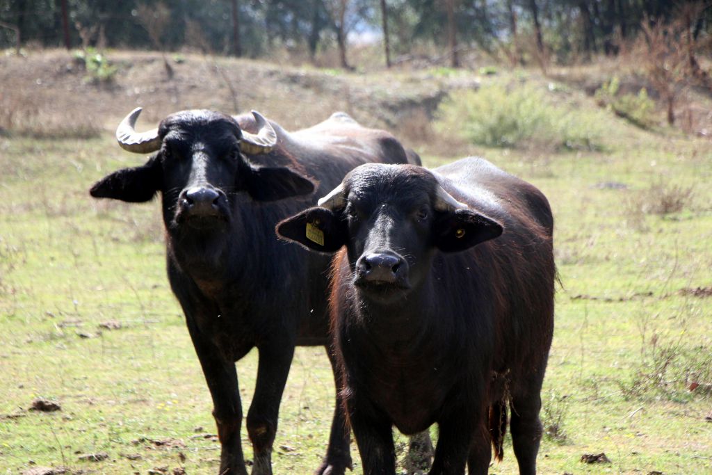 Manda kaymağı Bolu'nun tescilli ürünü oldu