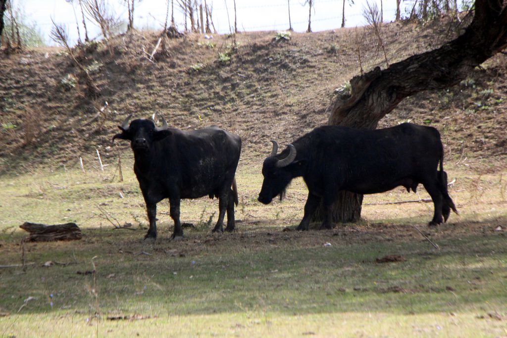 Manda kaymağı Bolu'nun tescilli ürünü oldu
