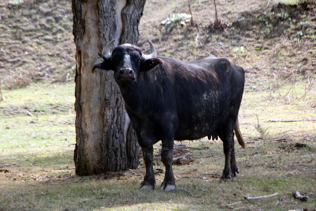 Manda kaymağı Bolu'nun tescilli ürünü oldu