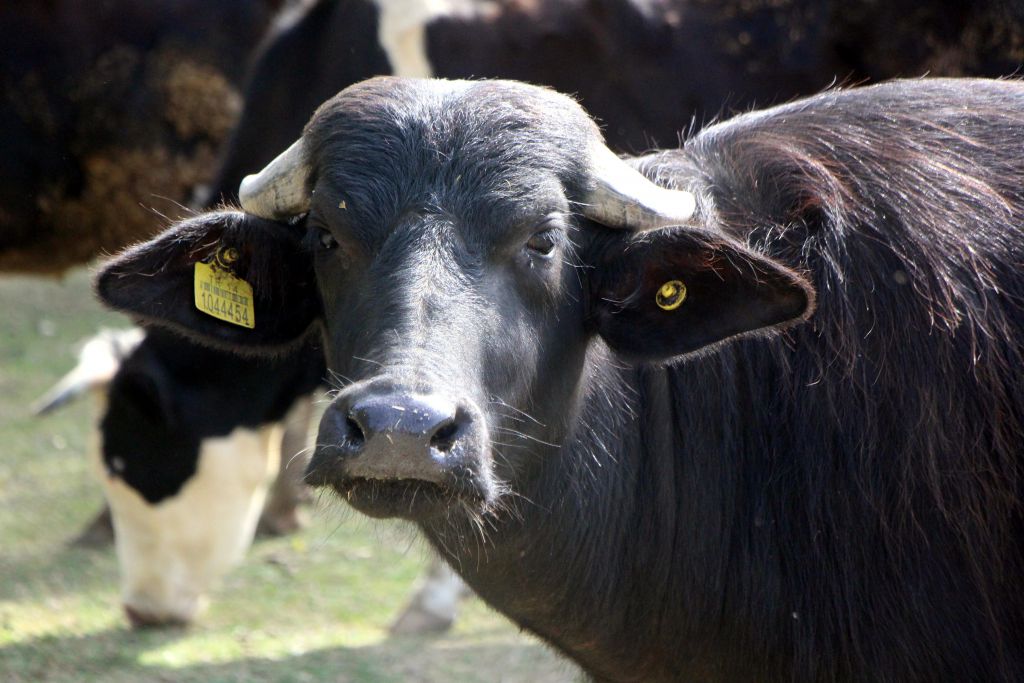 Manda kaymağı Bolu'nun tescilli ürünü oldu