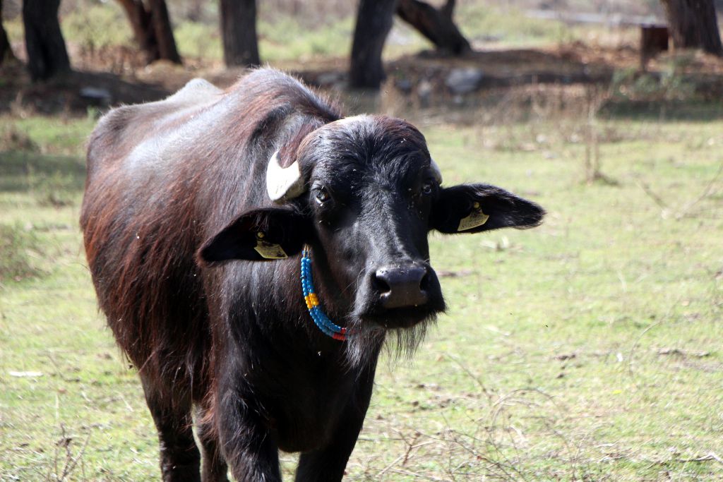 Manda kaymağı Bolu'nun tescilli ürünü oldu