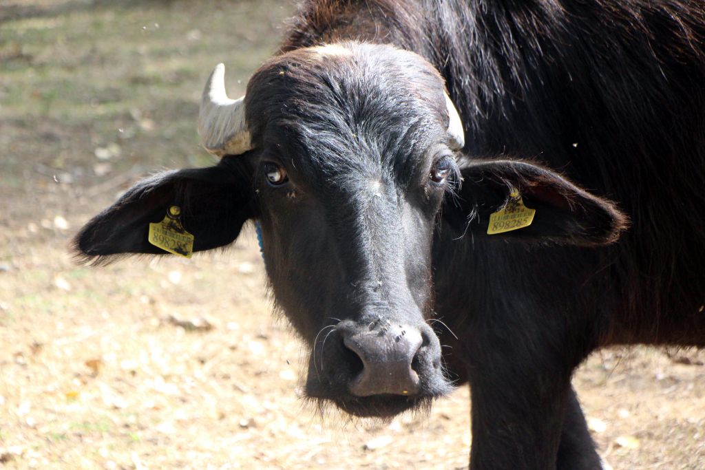 Manda kaymağı Bolu'nun tescilli ürünü oldu