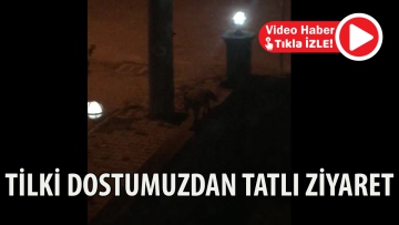 Tilki dostumuzdan tatlı ziyaret