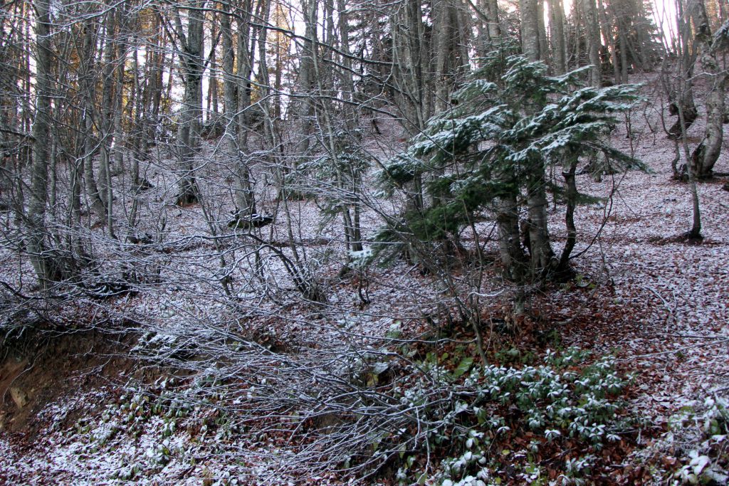 Büyüleyici güzellik