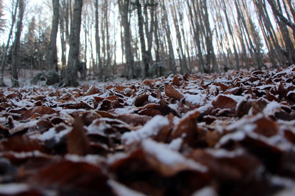 Büyüleyici güzellik
