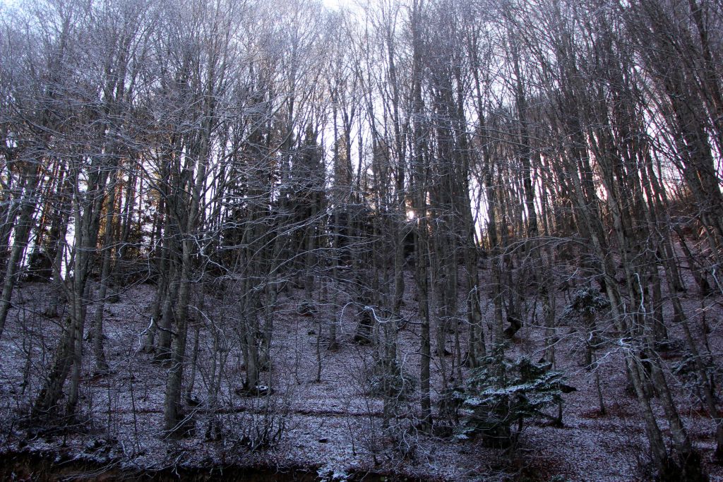 Büyüleyici güzellik