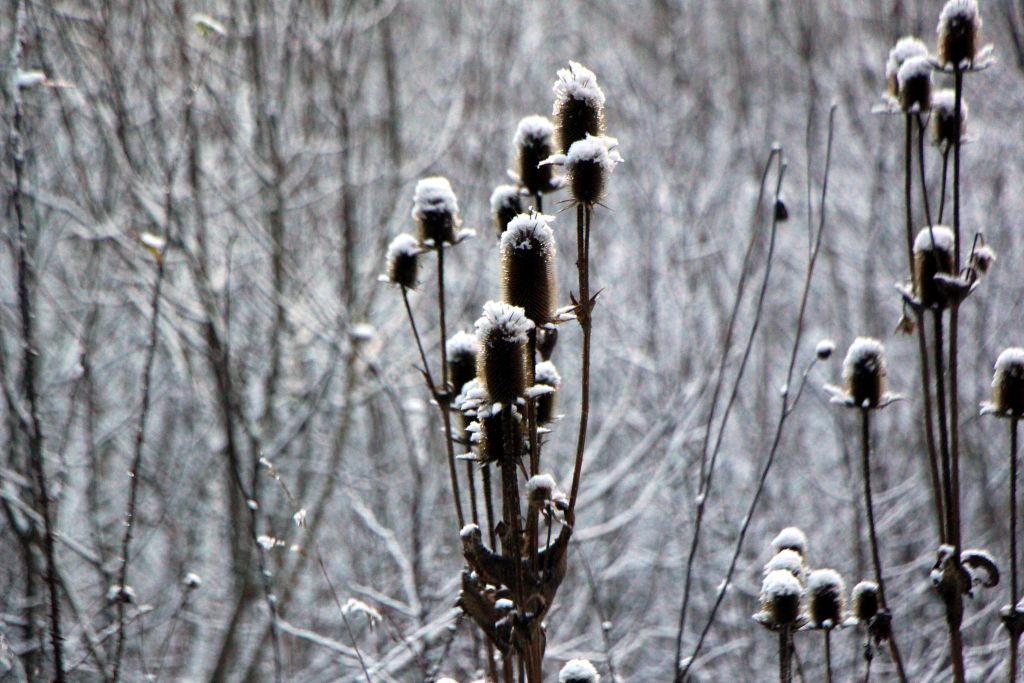 Büyüleyici güzellik