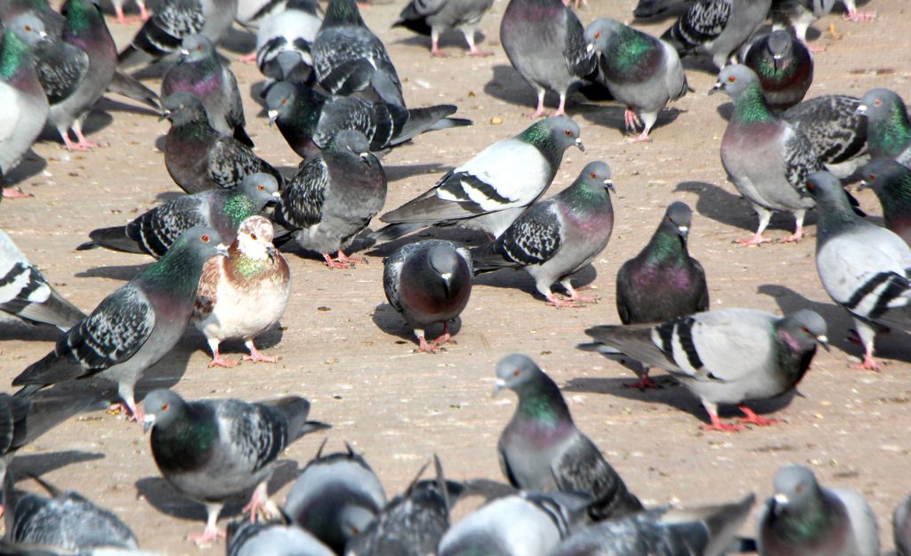 Sokağın sahiplerini unutmadılar