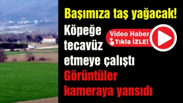 Köpeğe tecavüz etmeye çalıştı