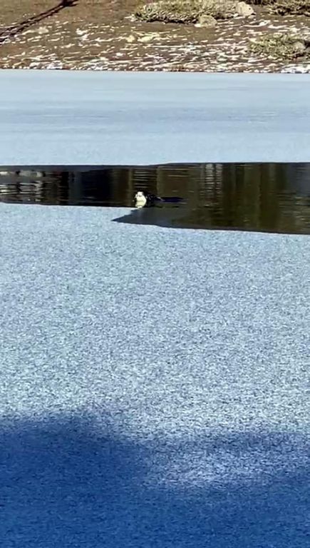 Buzları kıra kıra Lisa'yı kurtardılar