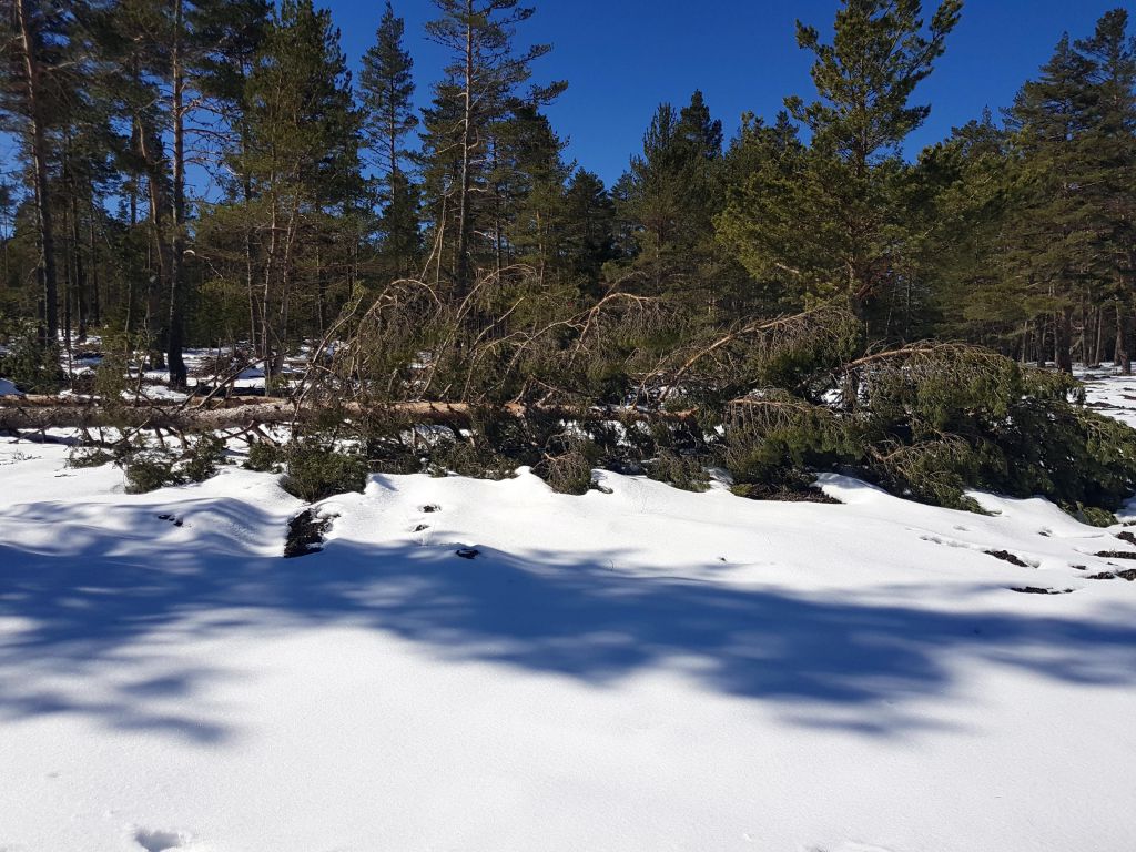 Fırtına yıktı geçti