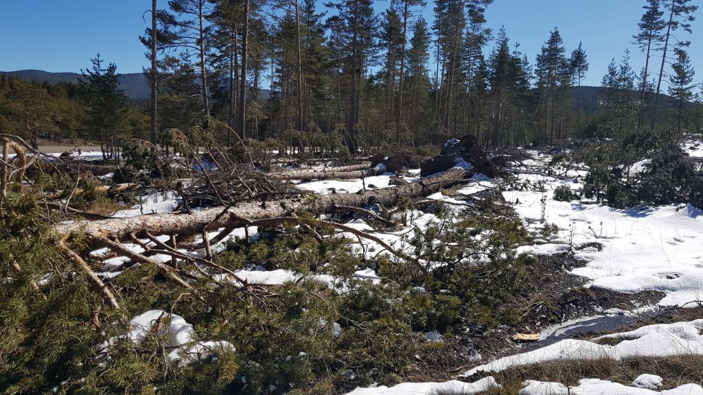 Fırtına yıktı geçti