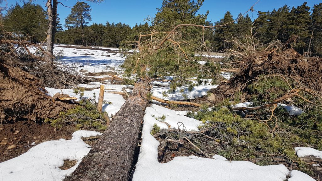Fırtına yıktı geçti