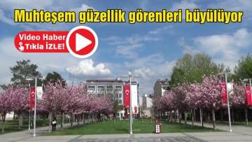 Muhteşem güzellik görenleri büyülüyor