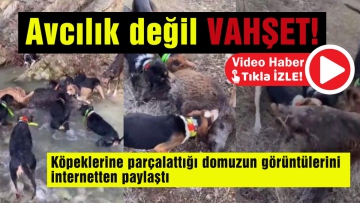 Avcılık değil vahşet