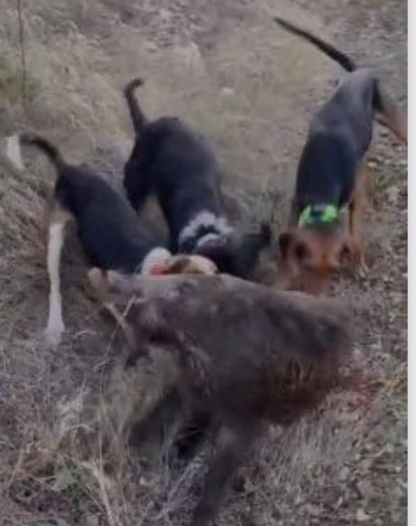 Avcılık değil vahşet