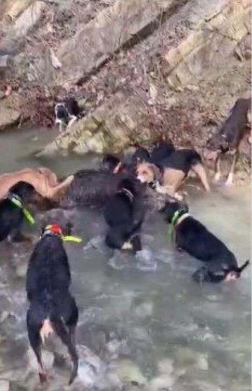 Avcılık değil vahşet