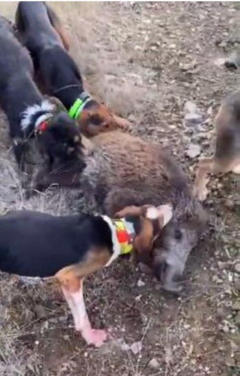 Avcılık değil vahşet