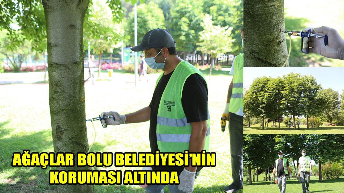 Ağaçlar Bolu Belediyesi'nin koruması altında