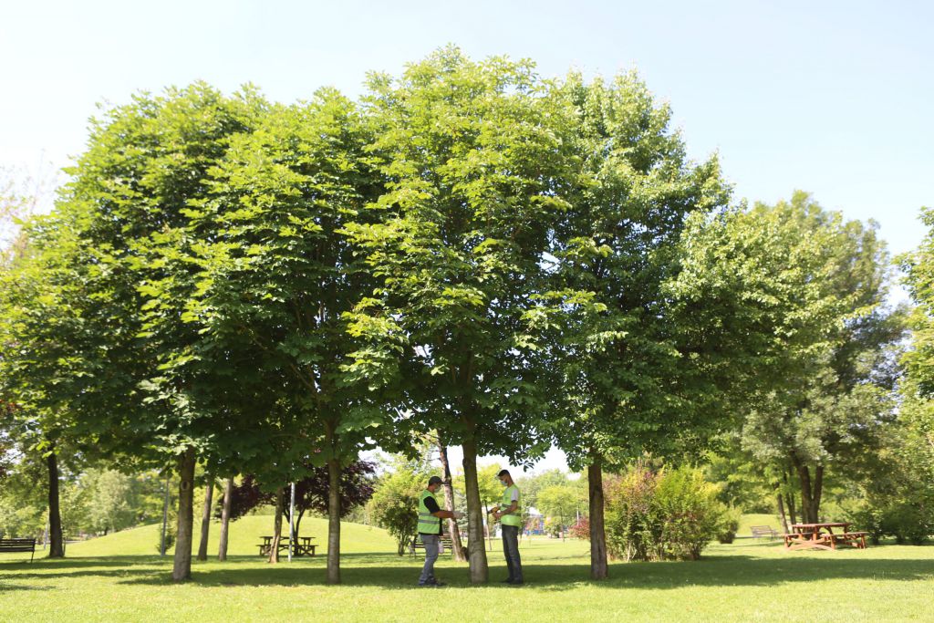 Ağaçlar Bolu Belediyesi'nin koruması altında