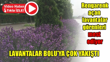 Lavantalar Bolu'ya çok yakıştı  