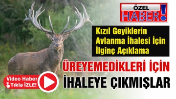 Geyikler üreyemedikleri için avlanma ihalesine çıkartılmış