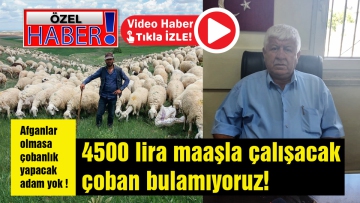 4500 lira maaşla çalışacak çoban bulamıyoruz