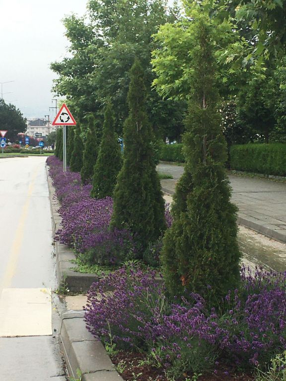 Lavantalar Bolu'ya çok yakıştı