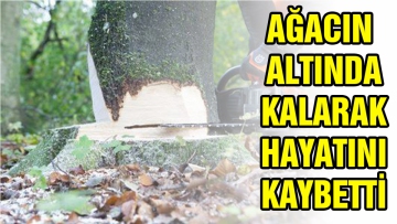Ağacın altında kalarak hayatını kaybetti  