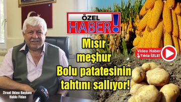 Mısır meşhur Bolu patatesinin tahtını sallıyor