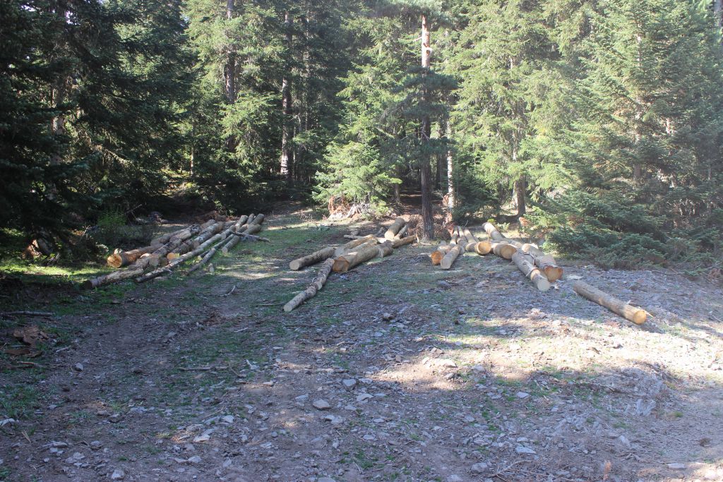 Bolulular ormanına sahip çıkmalı