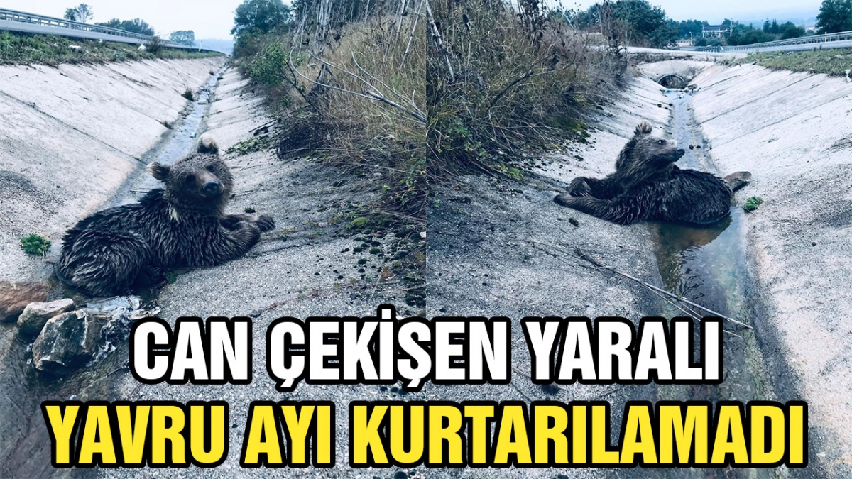 Yaralı ayı kurtarılamadı