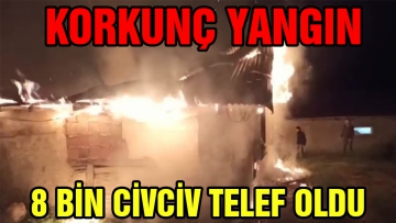 8 bin civciv telef oldu