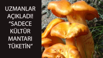 Sadece Kültür Mantarı Tüketilmeli