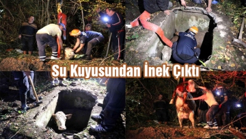 Su Kuyusundan İnek Çıktı