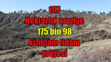 107  Hektarlık araziye  175 bin 98  kızılçam fidanı  projesi