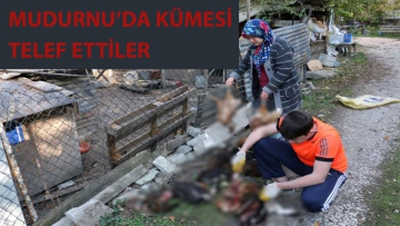 Mudurnu'da kümesi telef ettiler