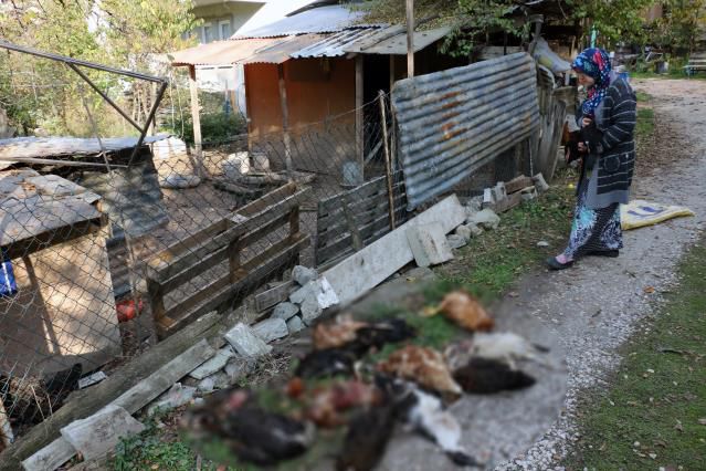 Mudurnu'da kümesi telef ettiler