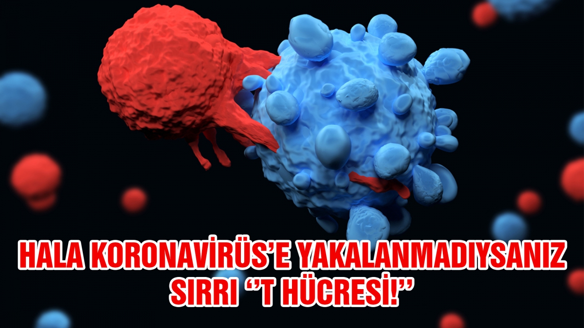 Koronavirüs'de T Hücresi mucizesi