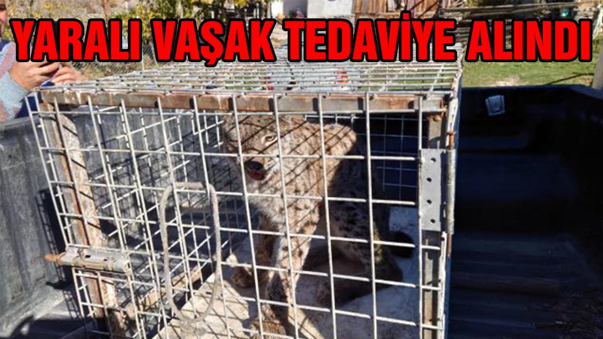 Yaralı vaşak tedaviye alındı