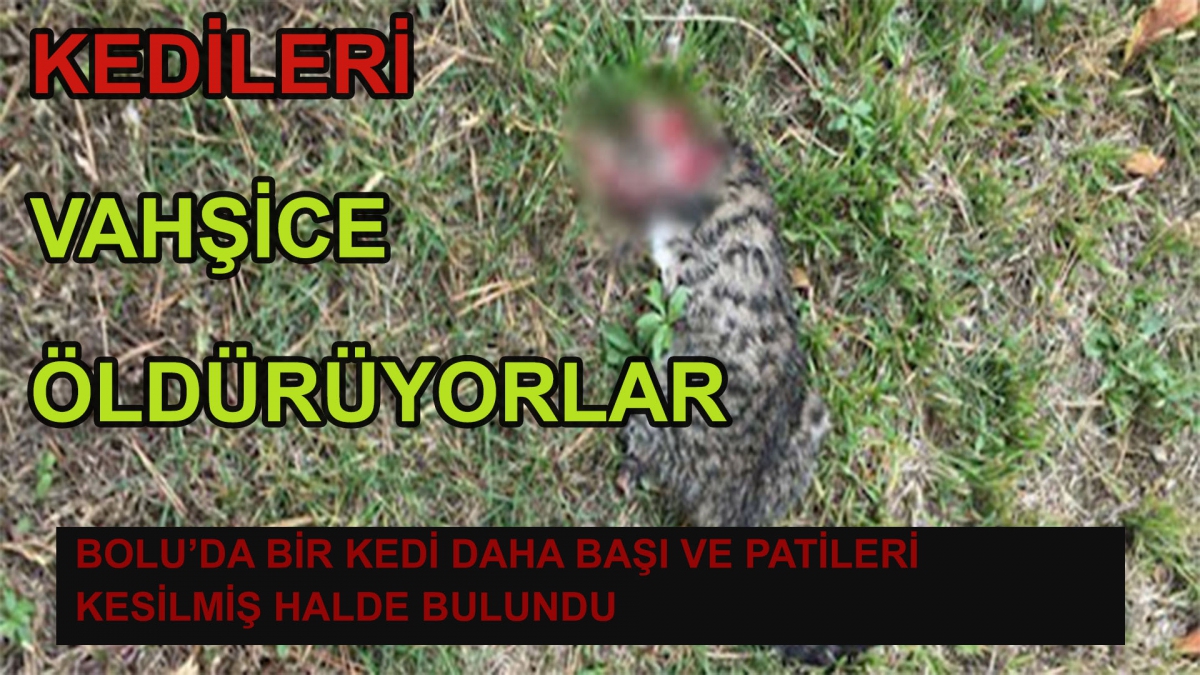 Kedileri vahşice öldürüyorlar