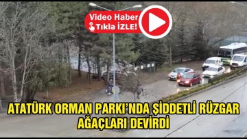 Fırtına ağaçları devirdi