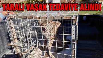 Yaralı vaşak tedaviye alındı