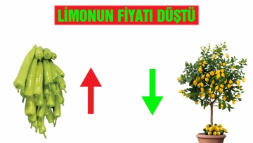 LİMONUN FİYATI DÜŞTÜ