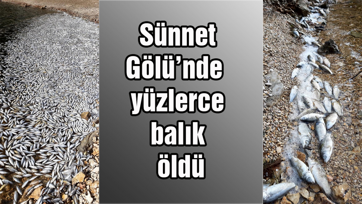 Sünnet Gölü'nde  yüzlerce balık öldü